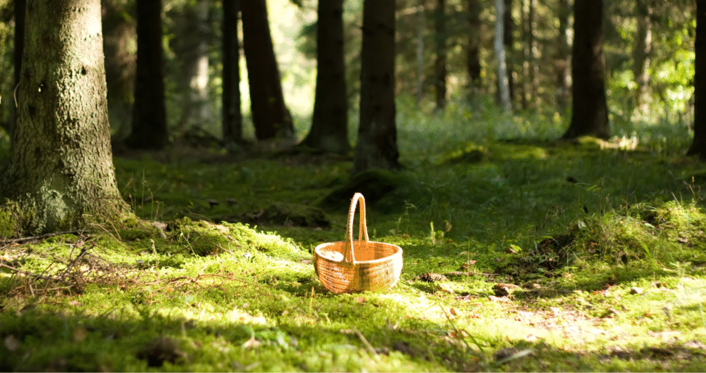 Coraz więcej zagubień w mazurskich lasach. Jak nie zgubić się podczas grzybobrania?