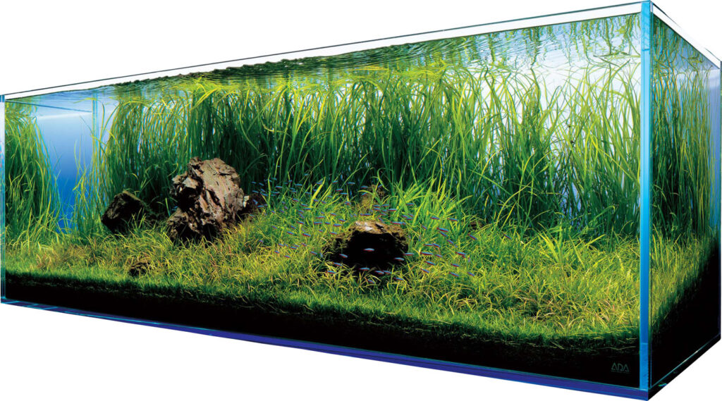 Fascynujący Świat Akwarium