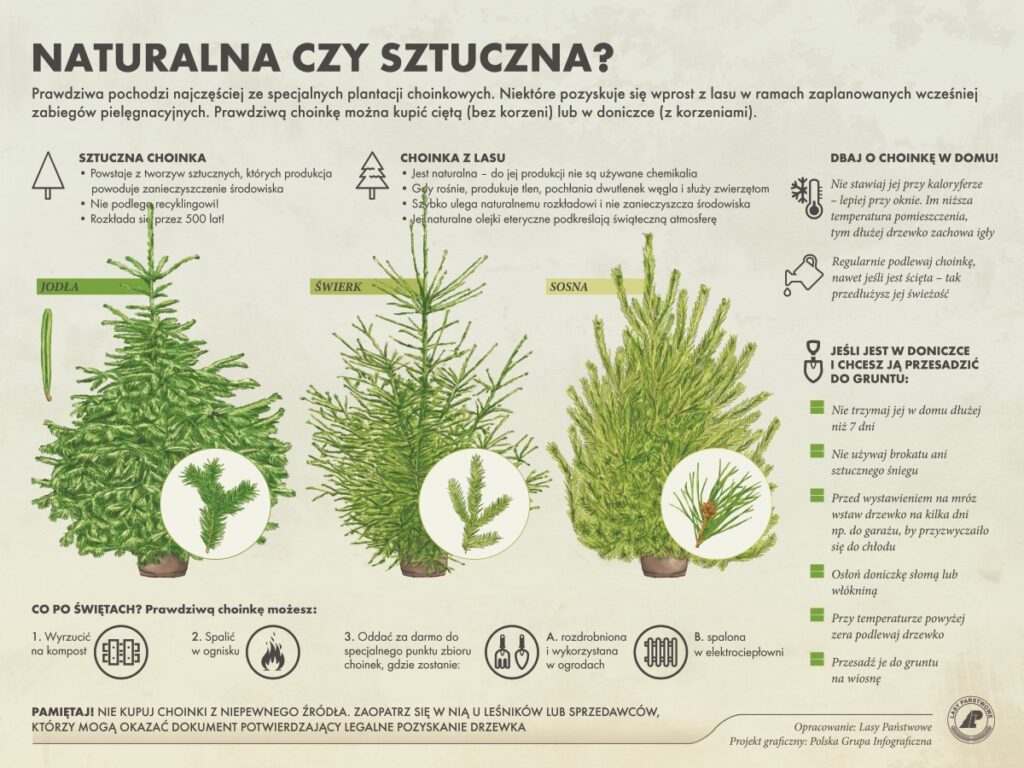 Choinka naturalna czy sztuczna? Co wybrać na święta i dlaczego? INFOGRAFIKA